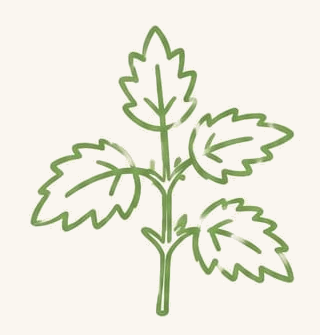 Brandnetel