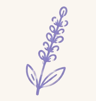 Lavendel